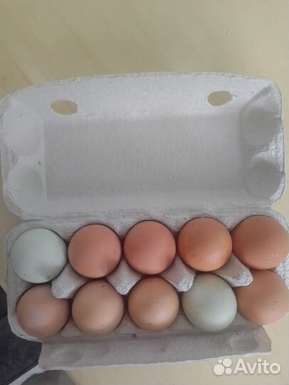 Домашние куриные яйца