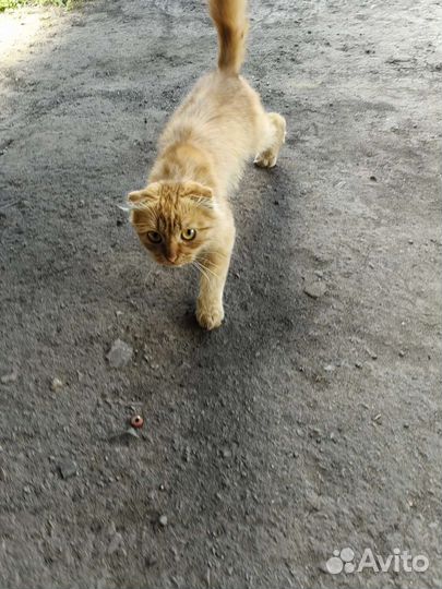 Кот рыжий молодой