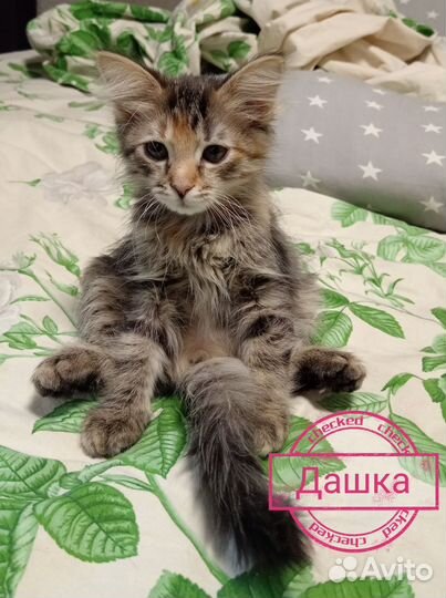 Кошка в добрые руки