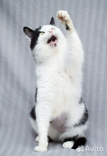 Самая нежная кошечка Эльза в дар