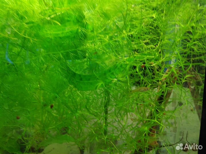 Роголистник