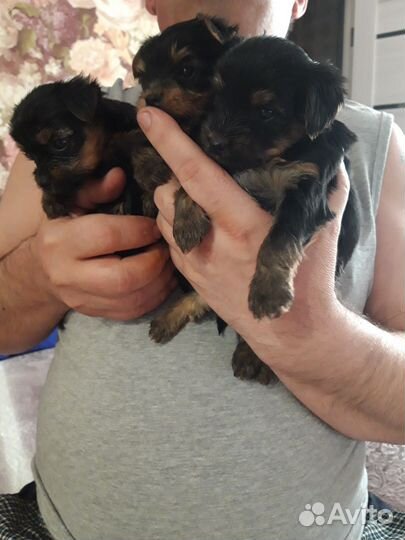 Йоркширский терьер щенки