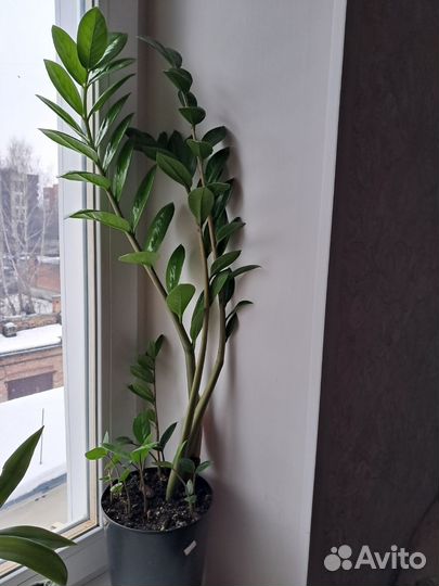 Замиокулькас