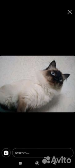 Кошка в дар