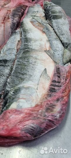 Нерка псг вылов 2023