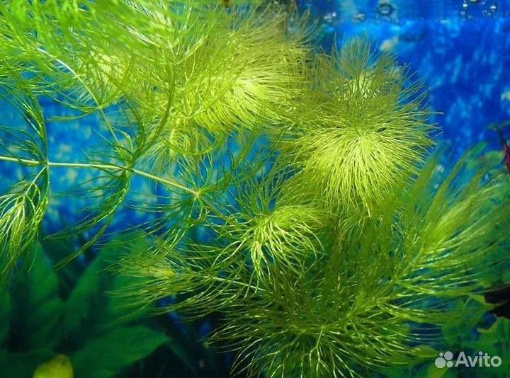 Аквариумные рыбки и растения