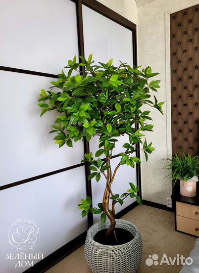 Шефлера искусственная