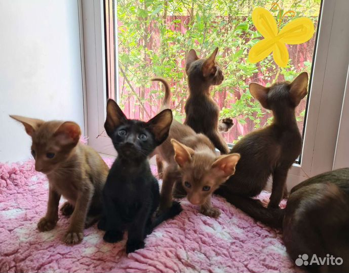Ори котики с документами