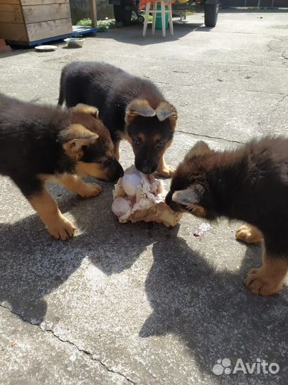 Щенки немецкой овчарки