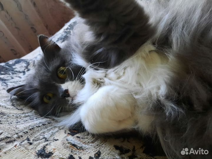 Кошка в добрые руки
