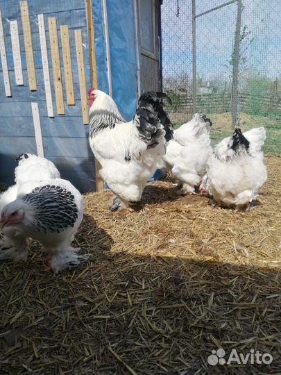 Курицы брама