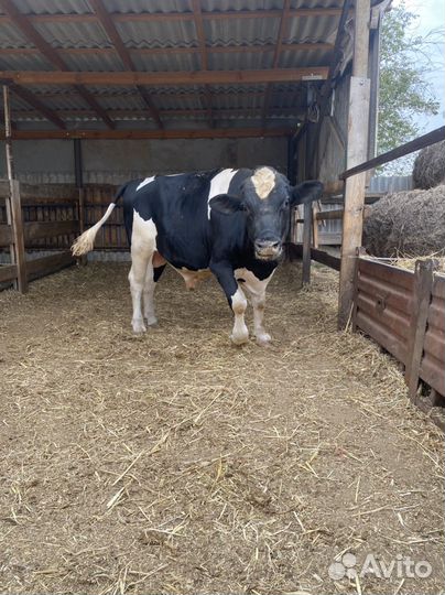 Бык 1 год 8 месяцев молочной породы на племя