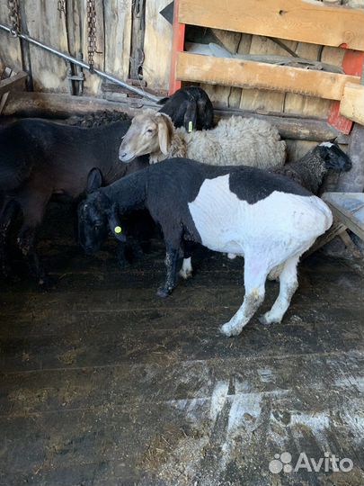 Бараны элита