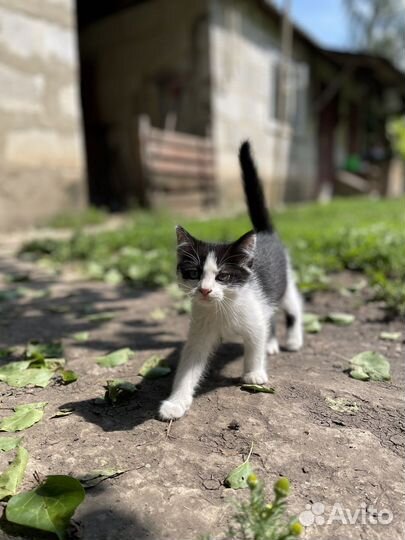 Кошка в дар