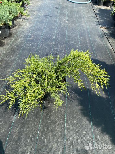 Можжевельник средний Олд Голд