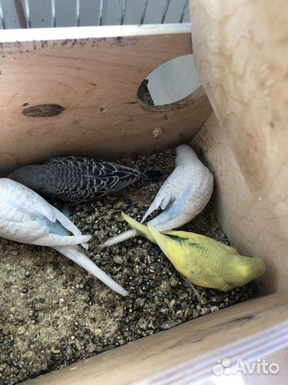 Волнистый попугай