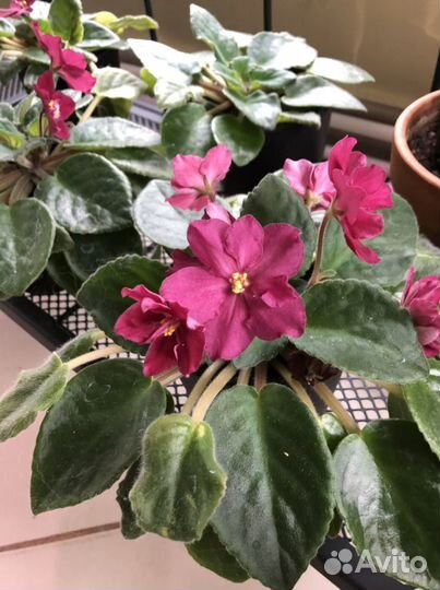 Альпийская фиалка