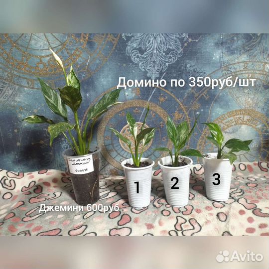 Комнатные растения