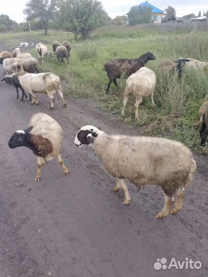 Ярочки дорпер 82.5