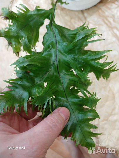 Папоротник коллекционный Полиподиум Т-01