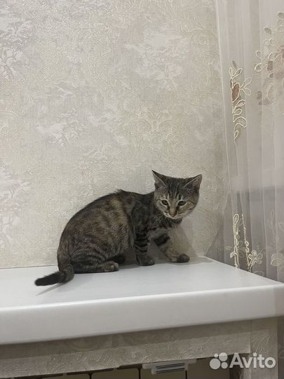 Котёнок (девочка, крысоловка) в добрые руки