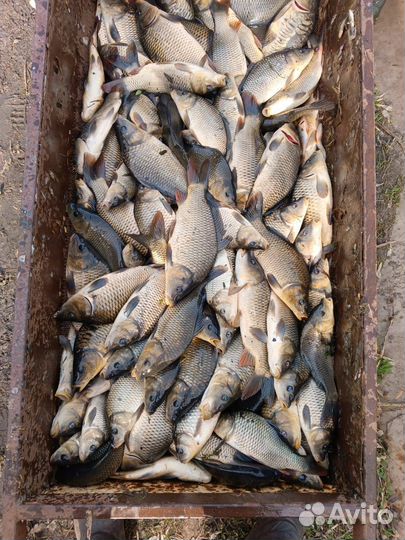 Живая рыба карп для пруда