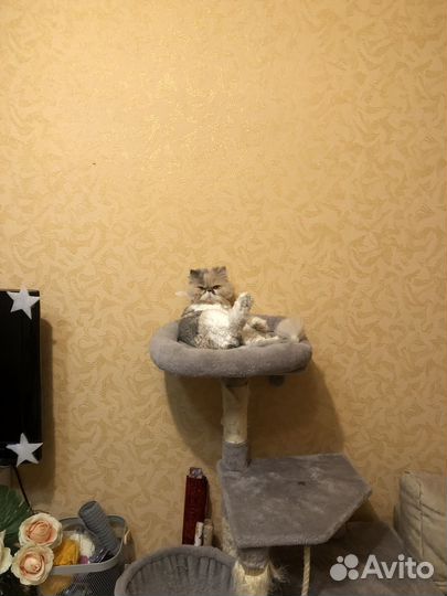 Кошка перс экстримал отдам в добрые руки
