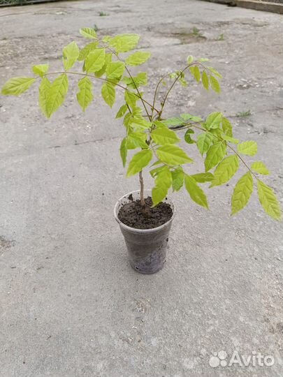 Глициния из семян