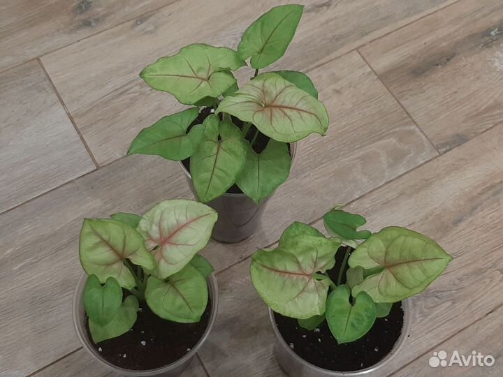 Сингониум,рафидофора