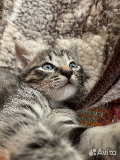 Кот в добрые руки