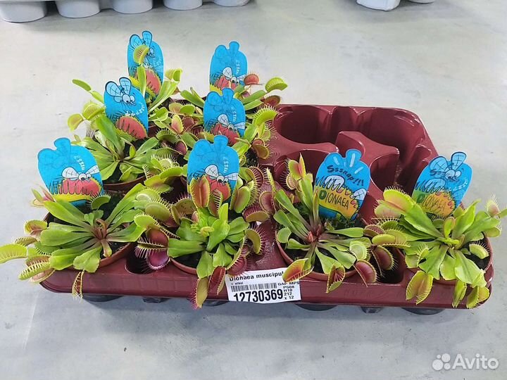 Венерина мухоловка