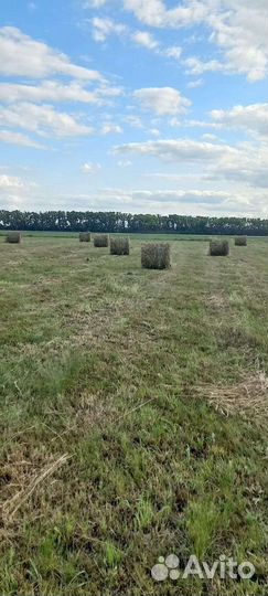 Сено в тюках