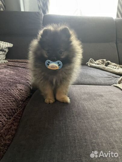 Продам шпица