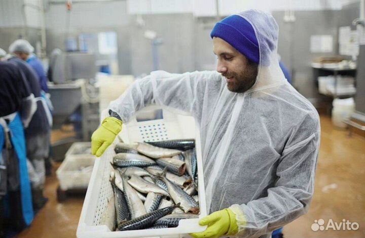 Рыбообработчик(вахтовый метод работы