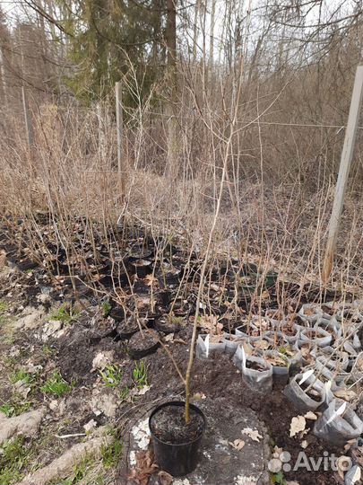 Саженцы фундука