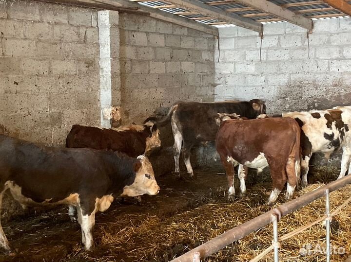 Бычки Герефорд Симентал Ангус Швиц