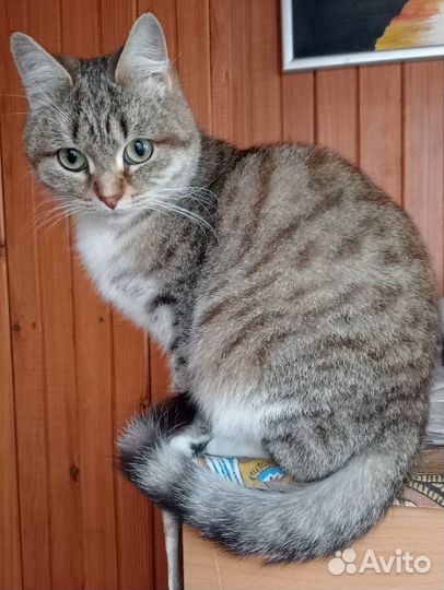 Кошки мышеловки