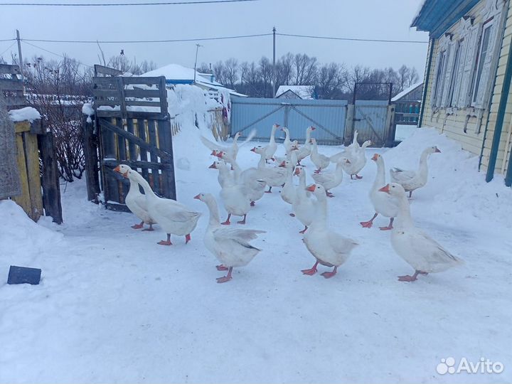 Гуси на племя гибрид Породы Ванкси