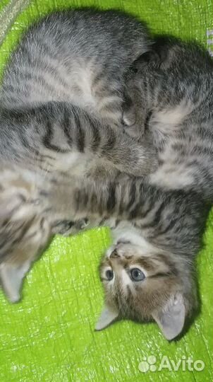 Котейки в добрые руки