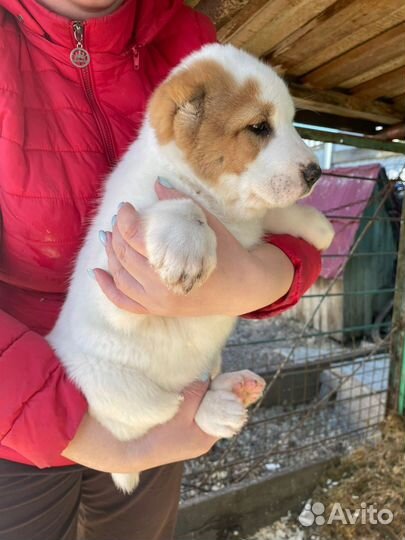 Вязка собак