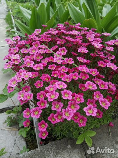 Камнеломка