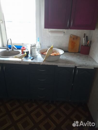 Корелла птенцы