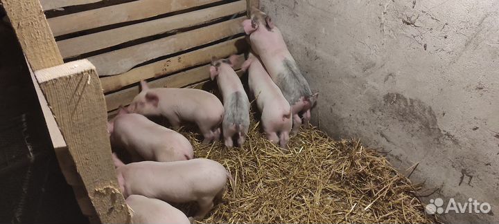 Поросята