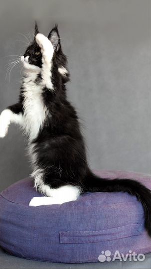 Котята мейн-кун