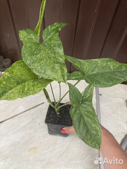 Сингониумы