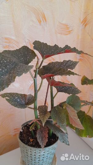 Бегония коралловая