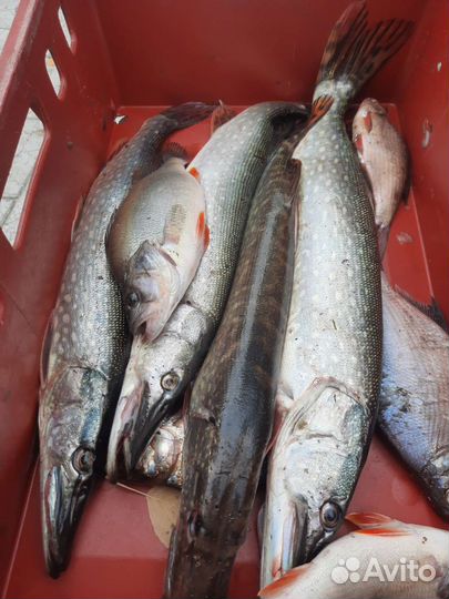 Продаётся живая рыба