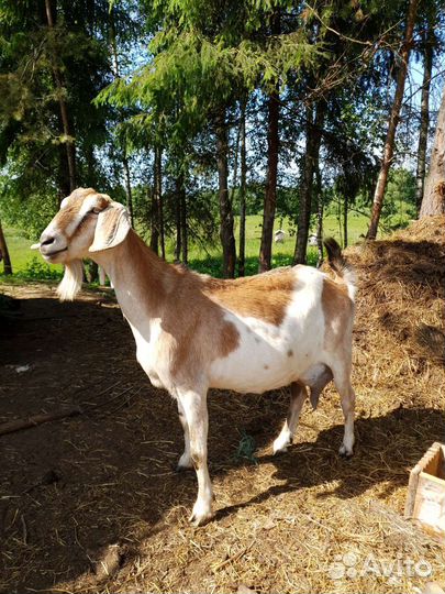 Коза нубийская