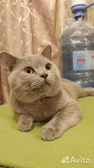 Британские короткошёрстные котята