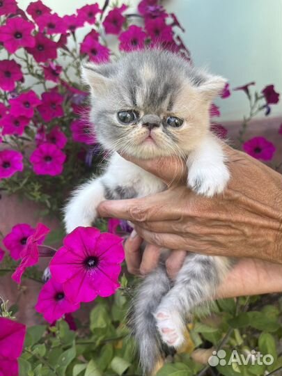 Экзотические котята